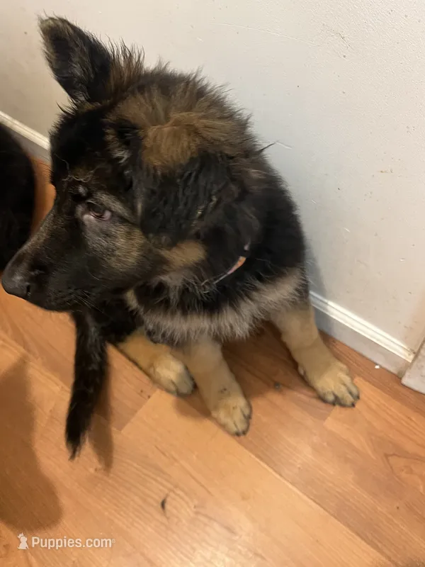 Green – German Shepherd Dog puppy for sale in Elmwood Park, IL