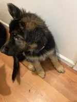 Green, a male German Shepherd Dog for sale in Elmwood Park, IL – 1 of 5