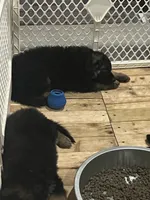 Colocho, a male German Shepherd Dog for sale in Elmwood Park, IL – 7 of 9