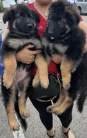 Colocho, a male German Shepherd Dog for sale in Elmwood Park, IL – 6 of 9