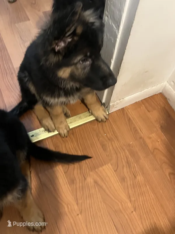 Orange  – German Shepherd Dog puppy for sale in Elmwood Park, IL
