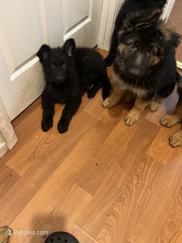 Orange  – German Shepherd Dog puppy for sale in Elmwood Park, IL