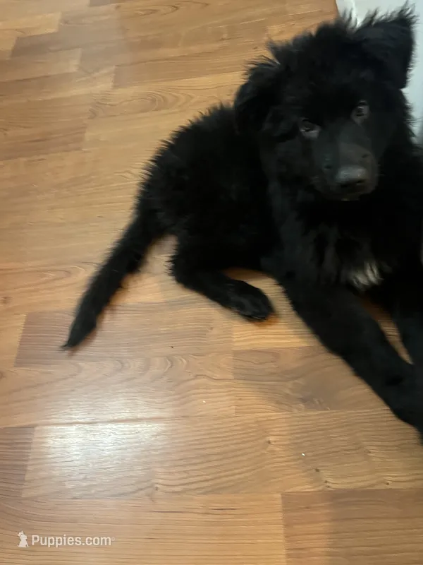 Dark green  – German Shepherd Dog puppy for sale in Elmwood Park, IL