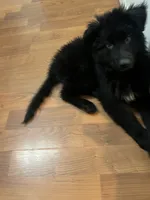 Dark green , a male German Shepherd Dog for sale in Elmwood Park, IL – 1 of 5