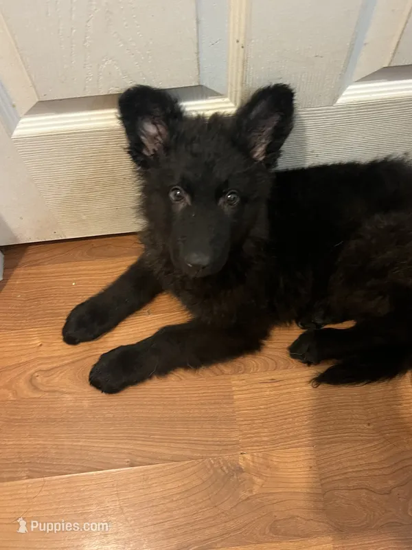 Chispa – German Shepherd Dog puppy for sale in Elmwood Park, IL