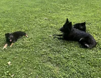 Colocho, a male German Shepherd Dog for sale in Elmwood Park, IL – 8 of 9