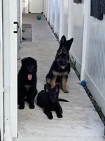 Red, a female German Shepherd Dog for sale in Elmwood Park, IL – 5 of 8