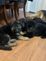 Dark green , a male German Shepherd Dog for sale in Elmwood Park, IL – 5 of 5