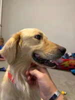 Bubbles, a female Golden Retriever for sale in Dawsonville, GA – Photo 2 of 2