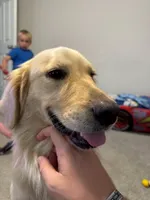 Bubbles, a female Golden Retriever for sale in Dawsonville, GA – Photo 1 of 2