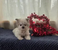 Nori, a female Maltipom for sale in Dundee, NY – Photo 7 of 7