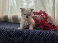 Nori, a female Maltipom for sale in Dundee, NY – Photo 2 of 7