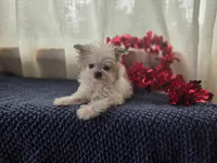 Nori, a female Maltipom for sale in Dundee, NY – Photo 5 of 7