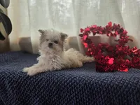 Nori, a female Maltipom for sale in Dundee, NY – Photo 4 of 7