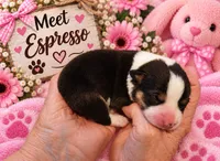 "ESPRESSO" at the Coffee Cafe, a female Pembroke Welsh Corgi for sale in Bushnell, FL – 1 of 1