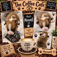 Maxwell, a male Pembroke Welsh Corgi for sale in Bushnell, FL – 1 of 2