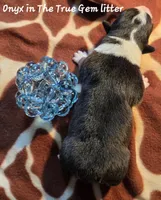 Onyx is in the True Gem litter , a male Pembroke Welsh Corgi for sale in Bushnell, FL – Photo 2 of 2