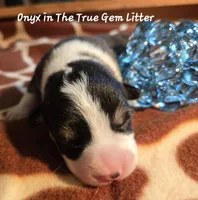 Onyx is in the True Gem litter , a male Pembroke Welsh Corgi for sale in Bushnell, FL – Photo 1 of 2