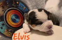 Elvis The Music Legends, a male Pembroke Welsh Corgi for sale in Bushnell, FL – 8 of 8