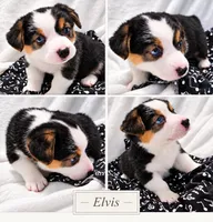 Elvis The Music Legends, a male Pembroke Welsh Corgi for sale in Bushnell, FL – 1 of 8