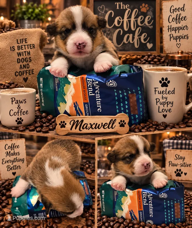 Maxwell – Pembroke Welsh Corgi puppy for sale in Bushnell, FL