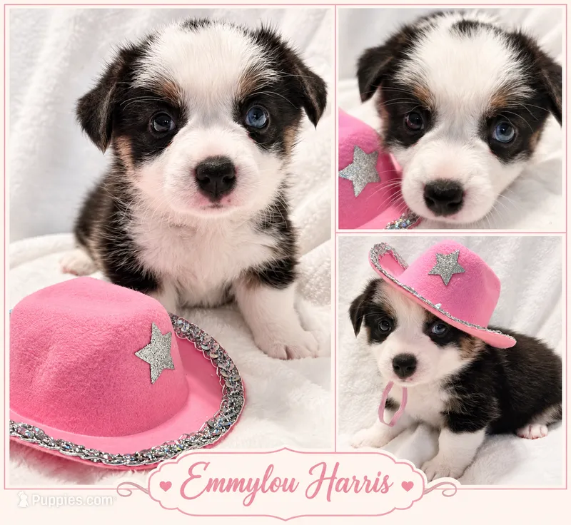 Emmylou Harris – Pembroke Welsh Corgi puppy for sale in Bushnell, FL