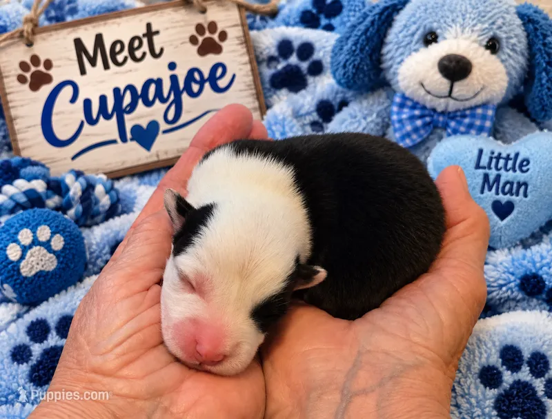 "CUPAJOE" From The Coffee Cafe – Pembroke Welsh Corgi puppy for sale in Bushnell, FL