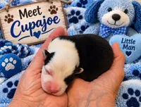 "CUPAJOE" From The Coffee Cafe, a male Pembroke Welsh Corgi for sale in Bushnell, FL – 1 of 1