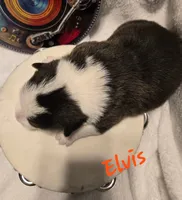 Elvis The Music Legends, a male Pembroke Welsh Corgi for sale in Bushnell, FL – 5 of 8
