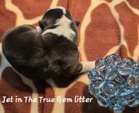 Jet in the True Gem litter , a male Pembroke Welsh Corgi for sale in Bushnell, FL – Photo 2 of 2