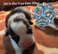 Jet in the True Gem litter , a male Pembroke Welsh Corgi for sale in Bushnell, FL – Photo 1 of 2