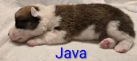 "JAVA" From The Coffee Cafe, a male Pembroke Welsh Corgi for sale in Bushnell, FL – 4 of 6