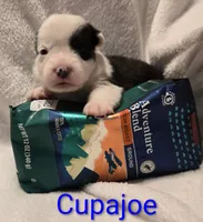 "CUPAJOE" From The Coffee Cafe, a male Pembroke Welsh Corgi for sale in Bushnell, FL – 5 of 5