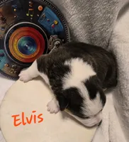 Elvis The Music Legends, a male Pembroke Welsh Corgi for sale in Bushnell, FL – 6 of 8