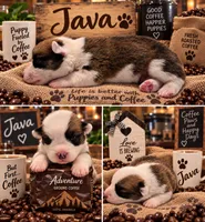 "JAVA" From The Coffee Cafe, a male Pembroke Welsh Corgi for sale in Bushnell, FL – 2 of 6
