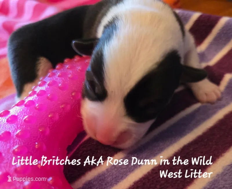 Little Britches/ Wild West litter , a female Pembroke Welsh Corgi for sale in Bushnell, FL – Photo 1 of 2