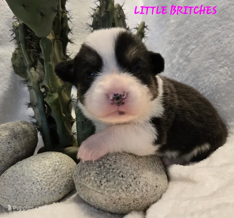 Little Britches/ Wild West litter  – Pembroke Welsh Corgi puppy for sale in Bushnell, FL