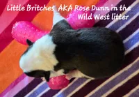 Little Britches/ Wild West litter , a female Pembroke Welsh Corgi for sale in Bushnell, FL – Photo 2 of 2