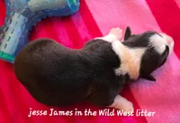 Jesse James/ Wild West litter, a male Pembroke Welsh Corgi for sale in Bushnell, FL – Photo 2 of 2