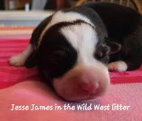 Jesse James/ Wild West litter, a male Pembroke Welsh Corgi for sale in Bushnell, FL – Photo 1 of 2