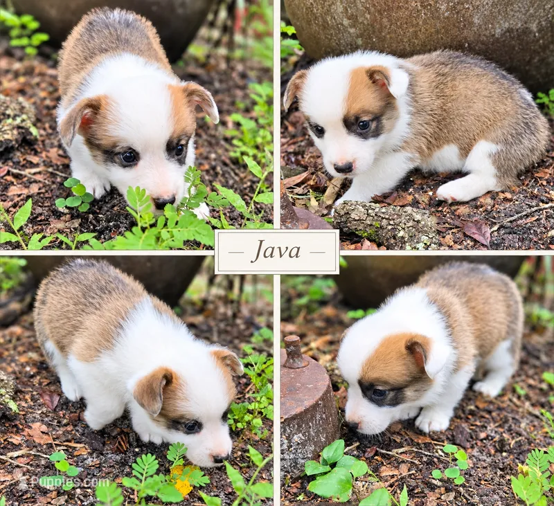 "JAVA" From The Coffee Cafe – Pembroke Welsh Corgi puppy for sale in Bushnell, FL