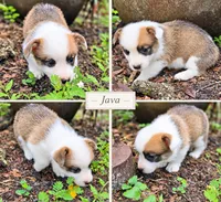"JAVA" From The Coffee Cafe, a male Pembroke Welsh Corgi for sale in Bushnell, FL – 1 of 6