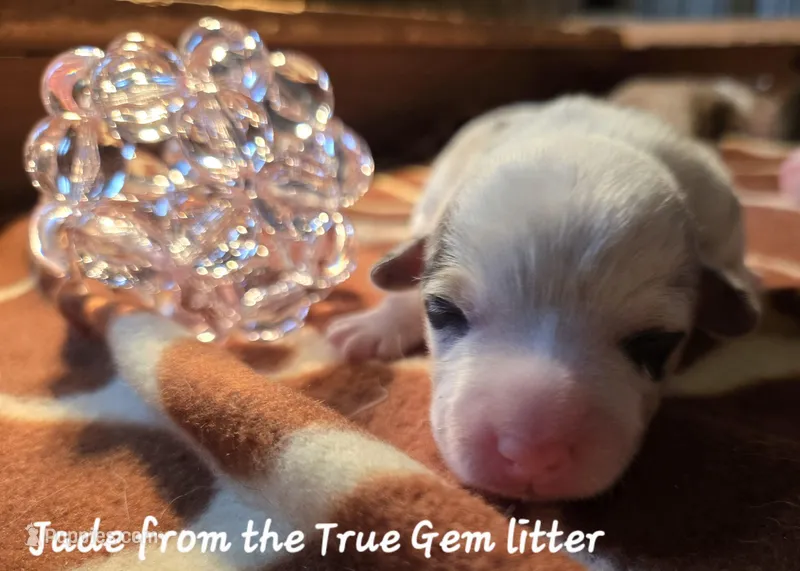 Jade is in the True Gem litter , a female Pembroke Welsh Corgi for sale in Bushnell, FL – Photo 1 of 2