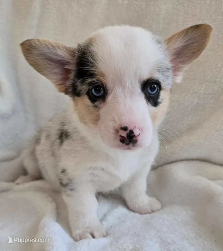 Jade is in the True Gem litter  – Pembroke Welsh Corgi puppy for sale in Bushnell, FL