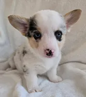 Jade is in the True Gem litter , a female Pembroke Welsh Corgi for sale in Bushnell, FL – Photo 1 of 4
