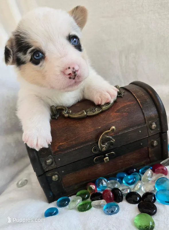 Jade is in the True Gem litter  – Pembroke Welsh Corgi puppy for sale in Bushnell, FL