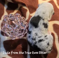 Jade is in the True Gem litter , a female Pembroke Welsh Corgi for sale in Bushnell, FL – Photo 2 of 2