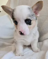 Jade is in the True Gem litter , a female Pembroke Welsh Corgi for sale in Bushnell, FL – Photo 2 of 4
