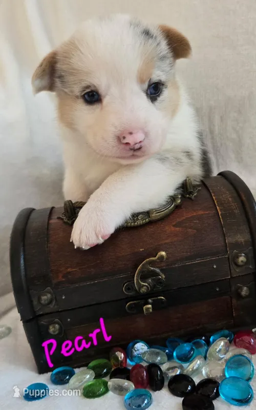Pearl of the True Gem litter – Pembroke Welsh Corgi puppy for sale in Bushnell, FL