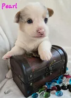 Pearl of the True Gem litter, a female Pembroke Welsh Corgi for sale in Bushnell, FL – Photo 1 of 4